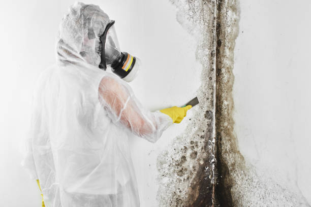 Certified Mold Removal in Citrus Springs, FL