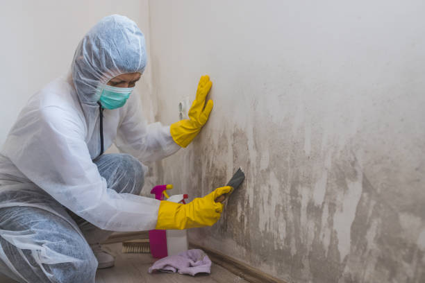 Certified Mold Removal in Citrus Springs, FL