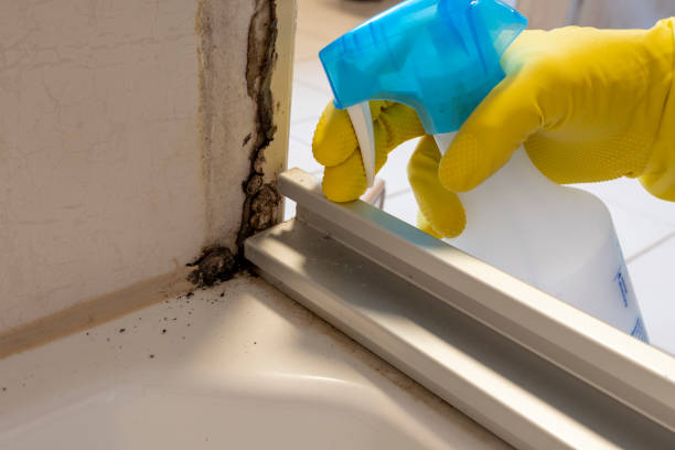 Best Mold Damage Repair  in Citrus Springs, FL