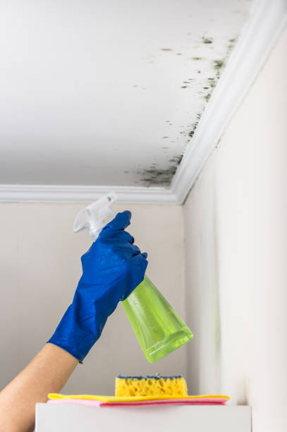 Best Black Mold Removal  in Citrus Springs, FL